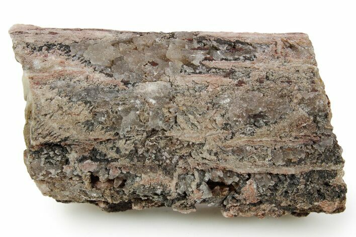Devonian Petrified Wood (Callixylon) Section - Oldest True Wood #363338